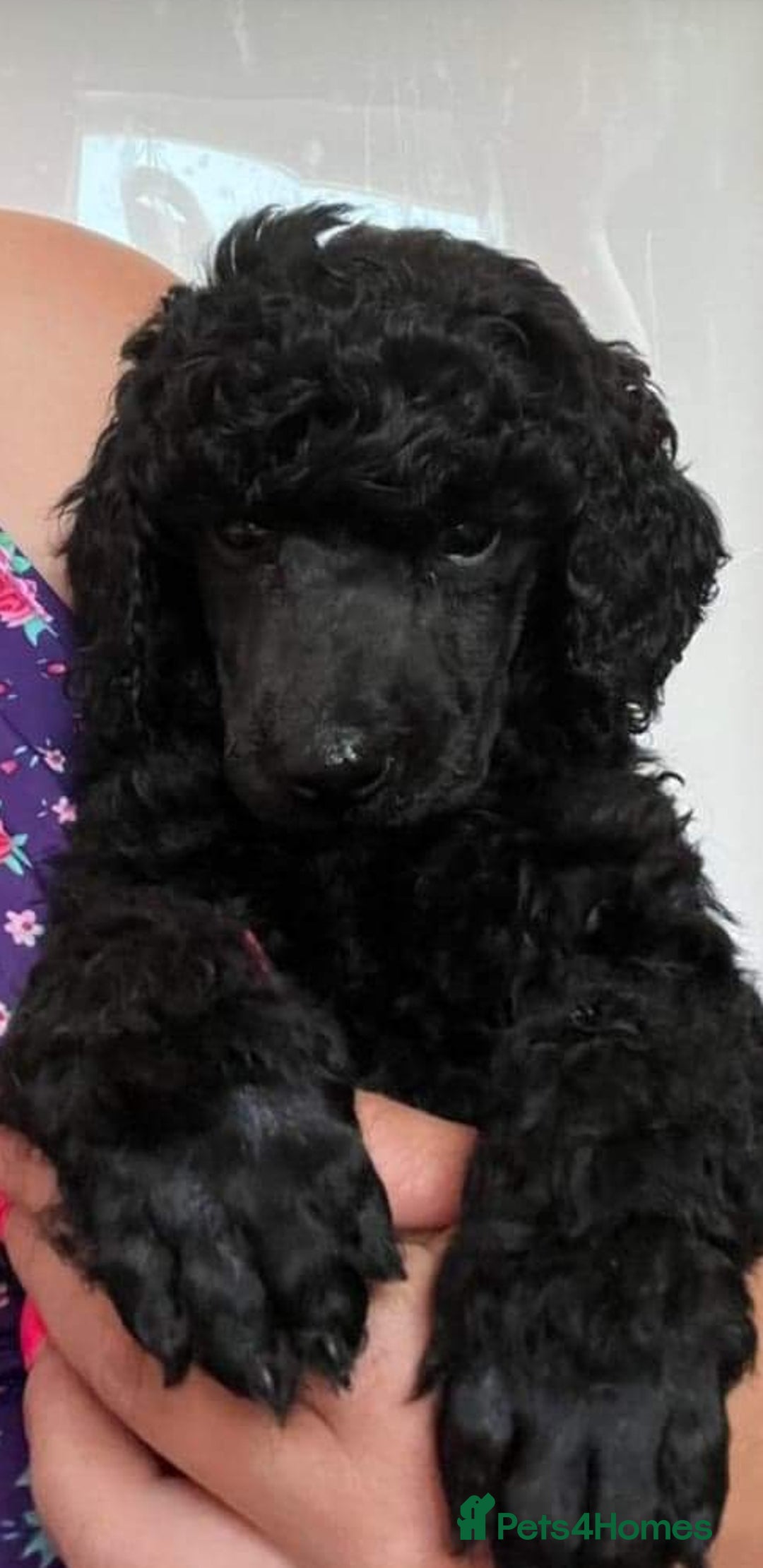 Standard Poodle dogs for sale: Beautiful KC Reg Standard Poodle Puppies - Image 7