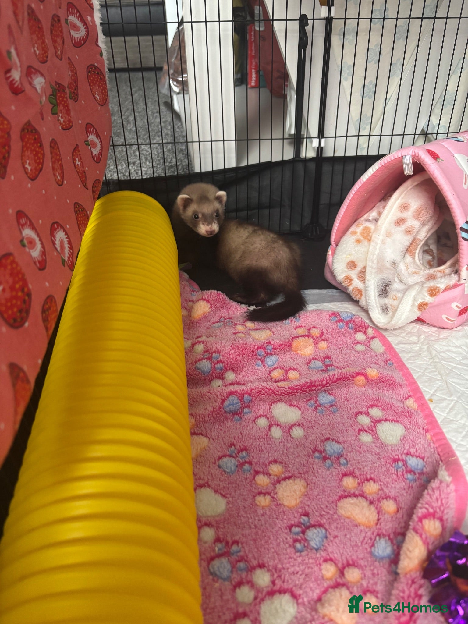 Ferret rodents Jill ferret for sale  - Advert 3
