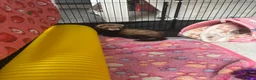 Ferret rodents for sale: Jill ferret for sale  - Advert 1
