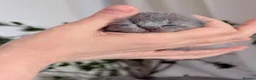 British Shorthair cats for sale: 100% Pedigree Champion British Shorthair kittens  - Advert 20