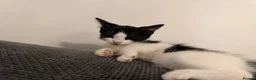 Mixed Breed cats for sale: 4 Adorable Playful Kittens Ready to Go 🐱❤️ in Thornton Heath - Advert 11