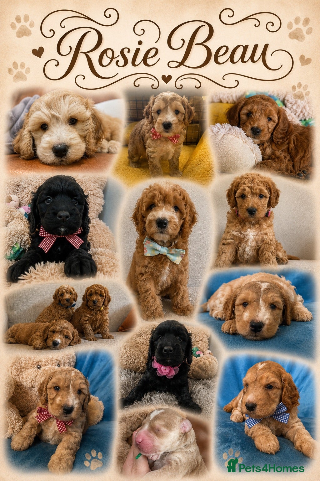 Cockapoo dogs Beautiful Cockapoo puppies - exceptional standard - Advert 1