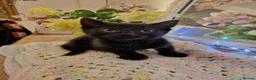 Mixed Breed cats for sale: Beautiful kittens for sale - Advert 14