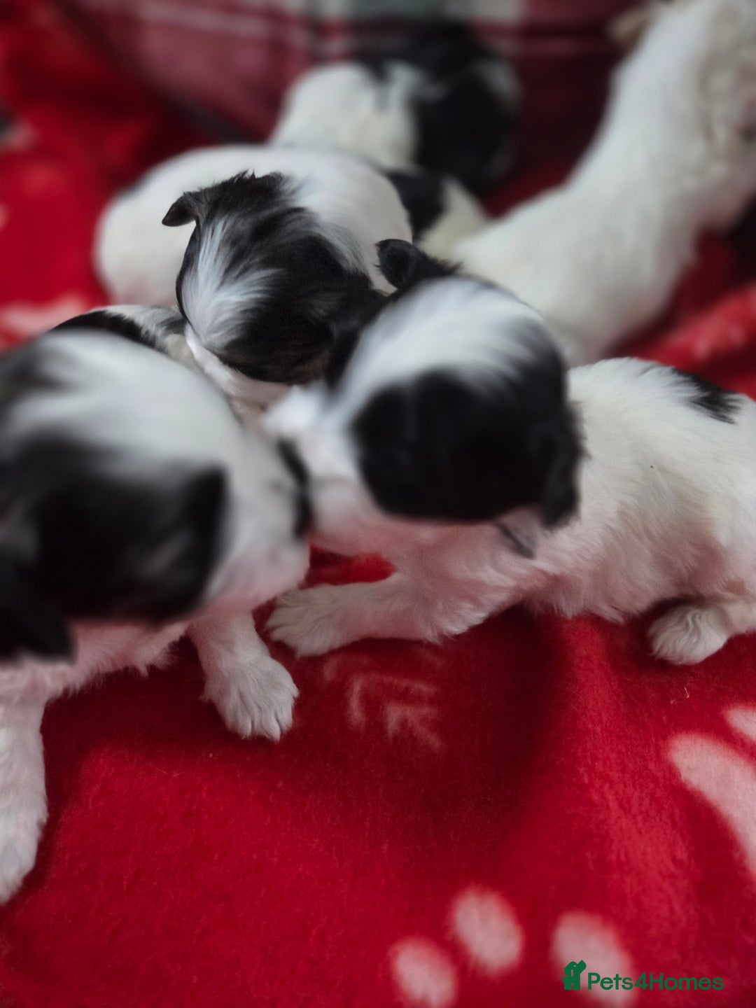 Maltese dogs for sale: 3 boys 1 girl x maltese puppies - Advert 12