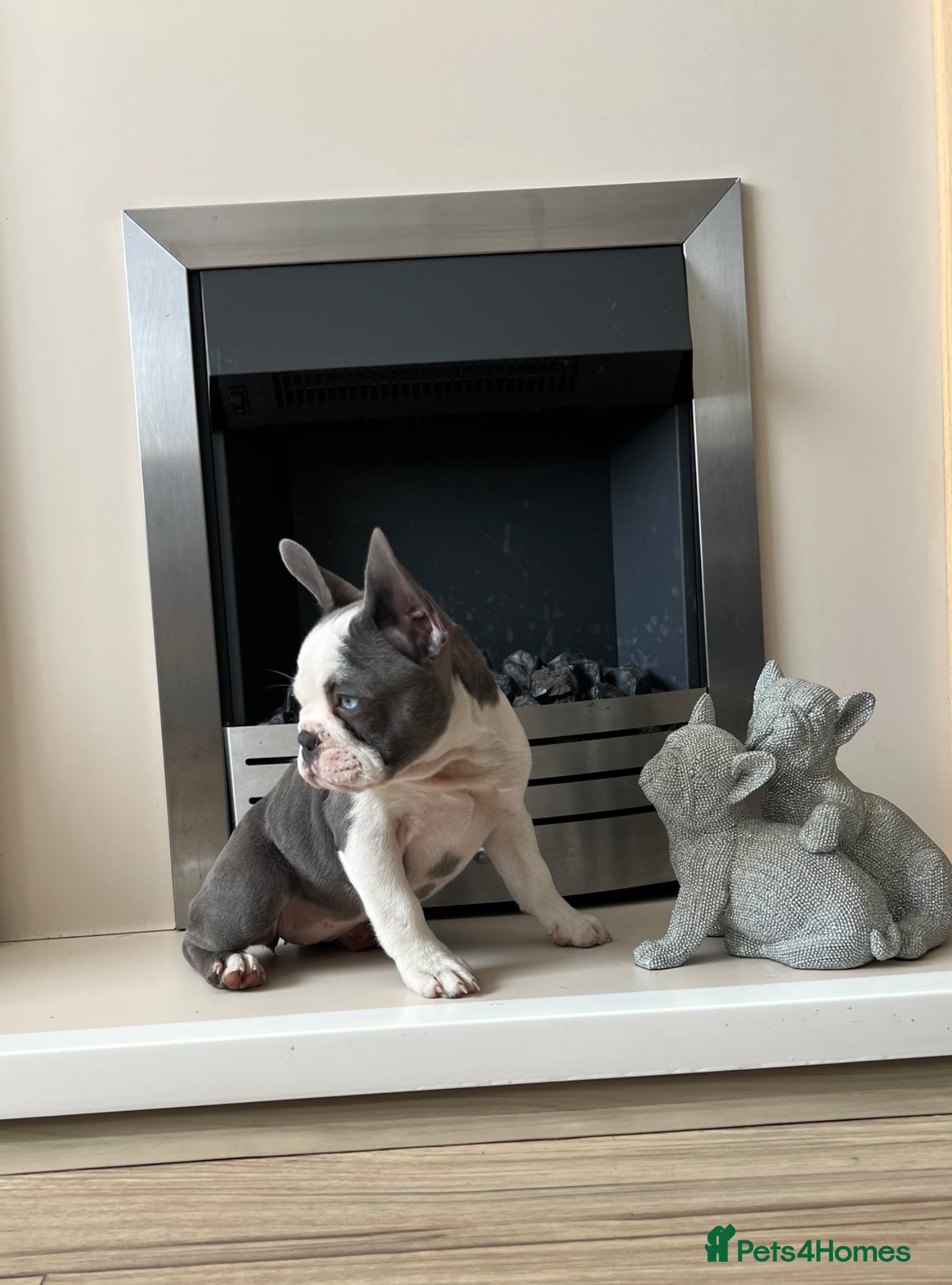 French Bulldog dogs KC Registered French Bulldog Puppies Ready  - Advert 5