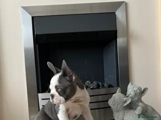 French Bulldog dogs KC Registered French Bulldog Puppies Ready - Advert 5