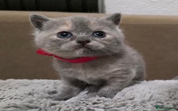British Shorthair cats for sale: Beautiful BSH Kittens  - Advert 5