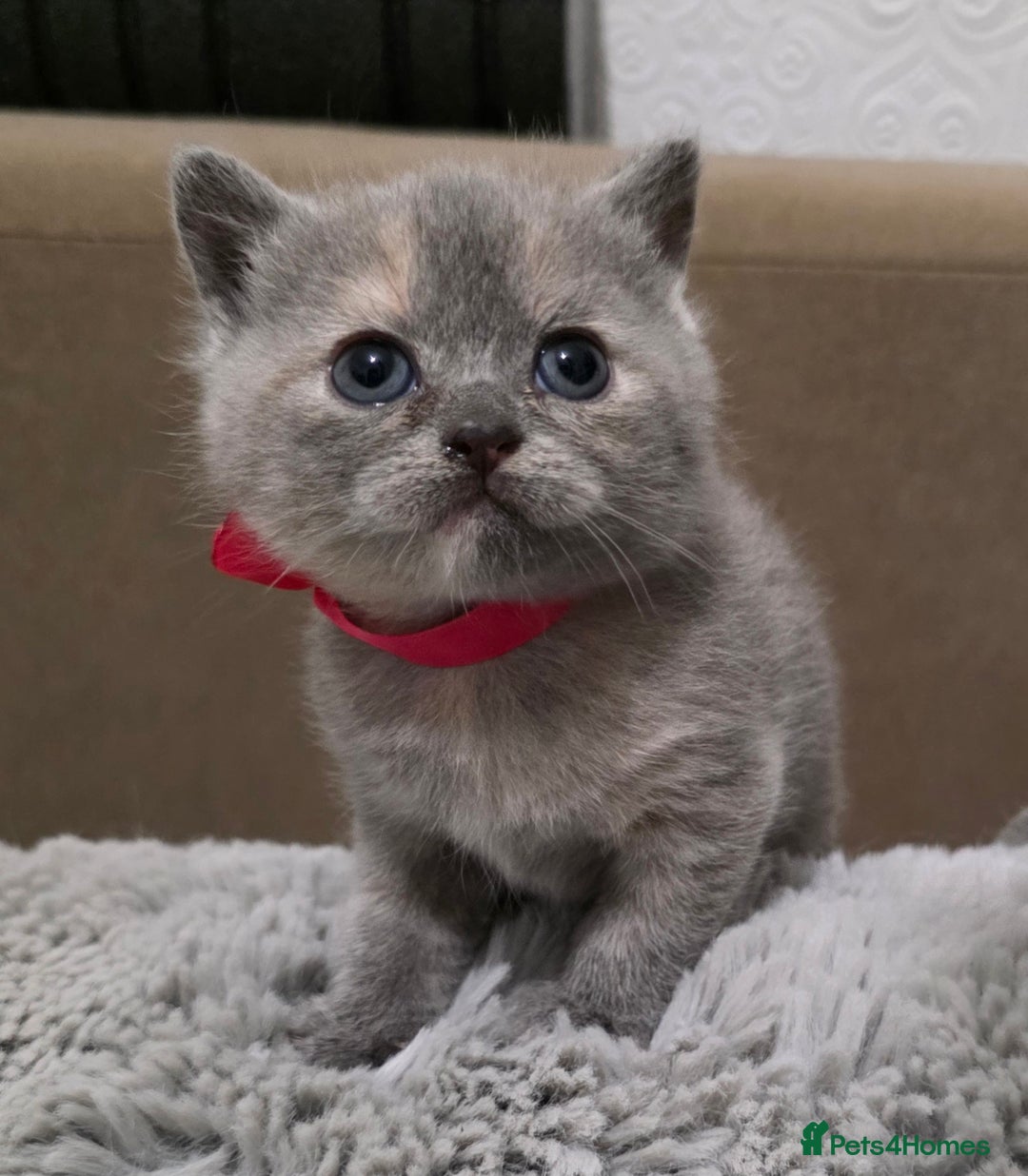 British Shorthair cats for sale: Beautiful BSH Kittens  - Advert 5