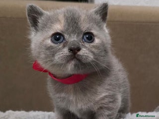British Shorthair cats ONE LEFT GIRL Beautiful BSH Kittens - Advert 8