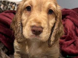 Cocker Spaniel dogs Stunning full pedigree show cocker spaniels - Advert 3