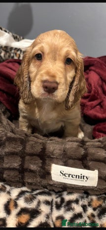 Cocker Spaniel dogs Stunning full pedigree show cocker spaniels - Advert 3