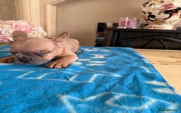 French Bulldog dogs for sale: French Bulldog Puppies 3 Male 4 Female  - Image 15