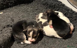 Jack Russell dogs for sale: Miniature jack Russell’s  - Image 1