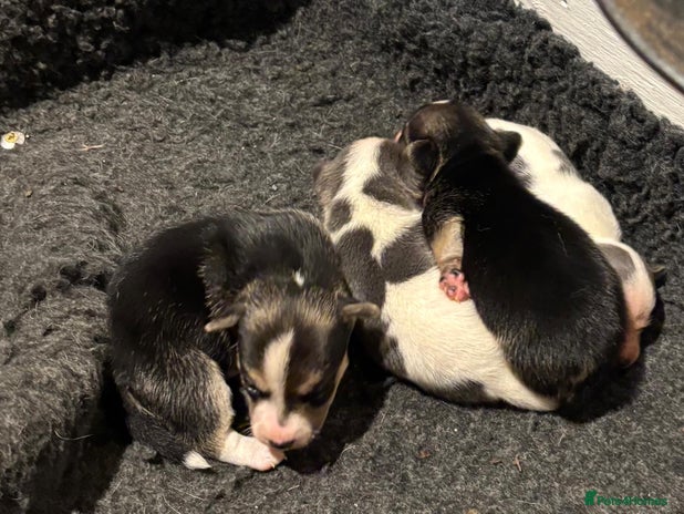 Jack Russell dogs - Advert 1