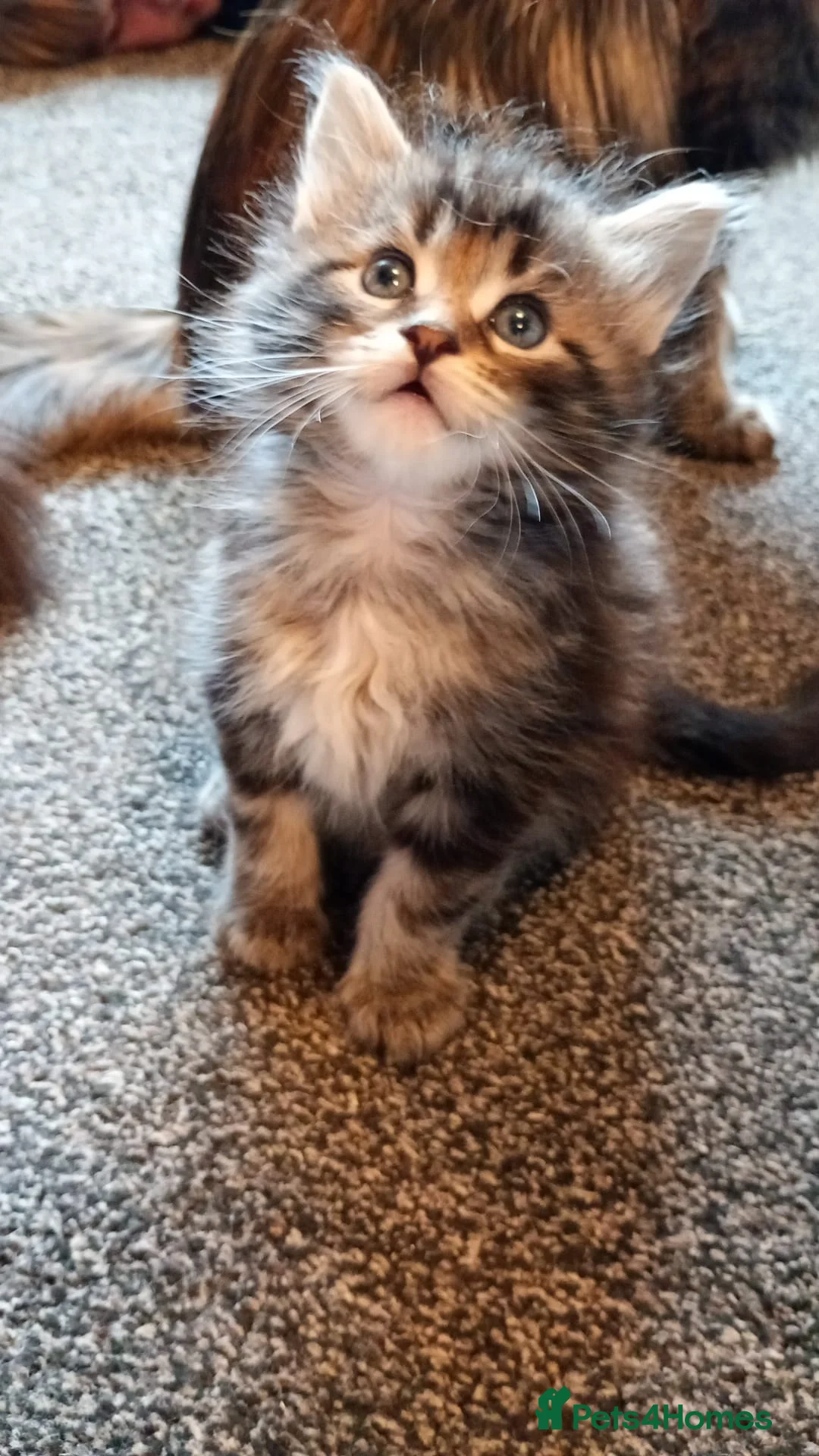 Maine Coon cats for sale: Only 1 little boy left Maine coon X kitten  - Advert 2