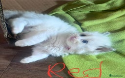 Ragdoll cats for sale: 7 stunning Ragdoll kittens for sale - Image 11