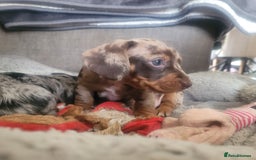 Miniature Dachshund dogs for sale: *1 boy available* - Miniature Dachshunds - Image 8