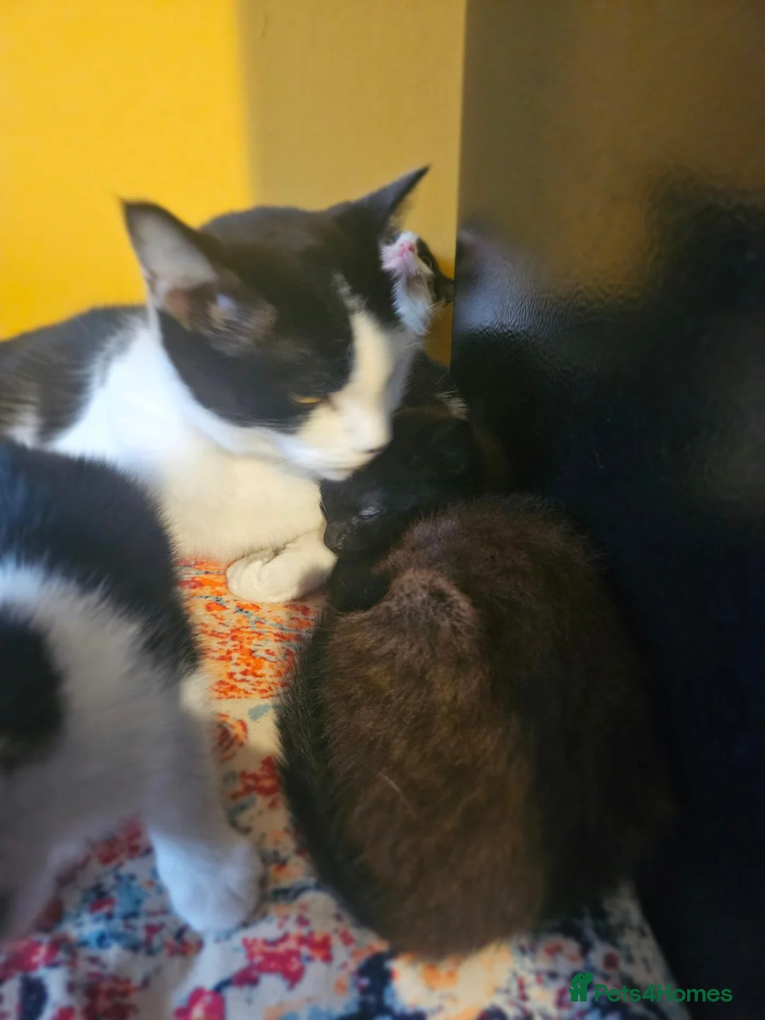 Mixed Breed cats for sale: Kittens black - white - Advert 9