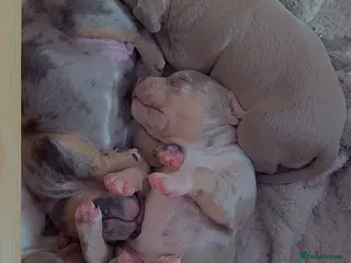 American Bully dogs ✨️American Bully (Pocket) Puppies✨️ - Advert 10