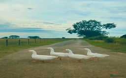 Geese poultry for sale: Quad of Embden Geese - Image 3