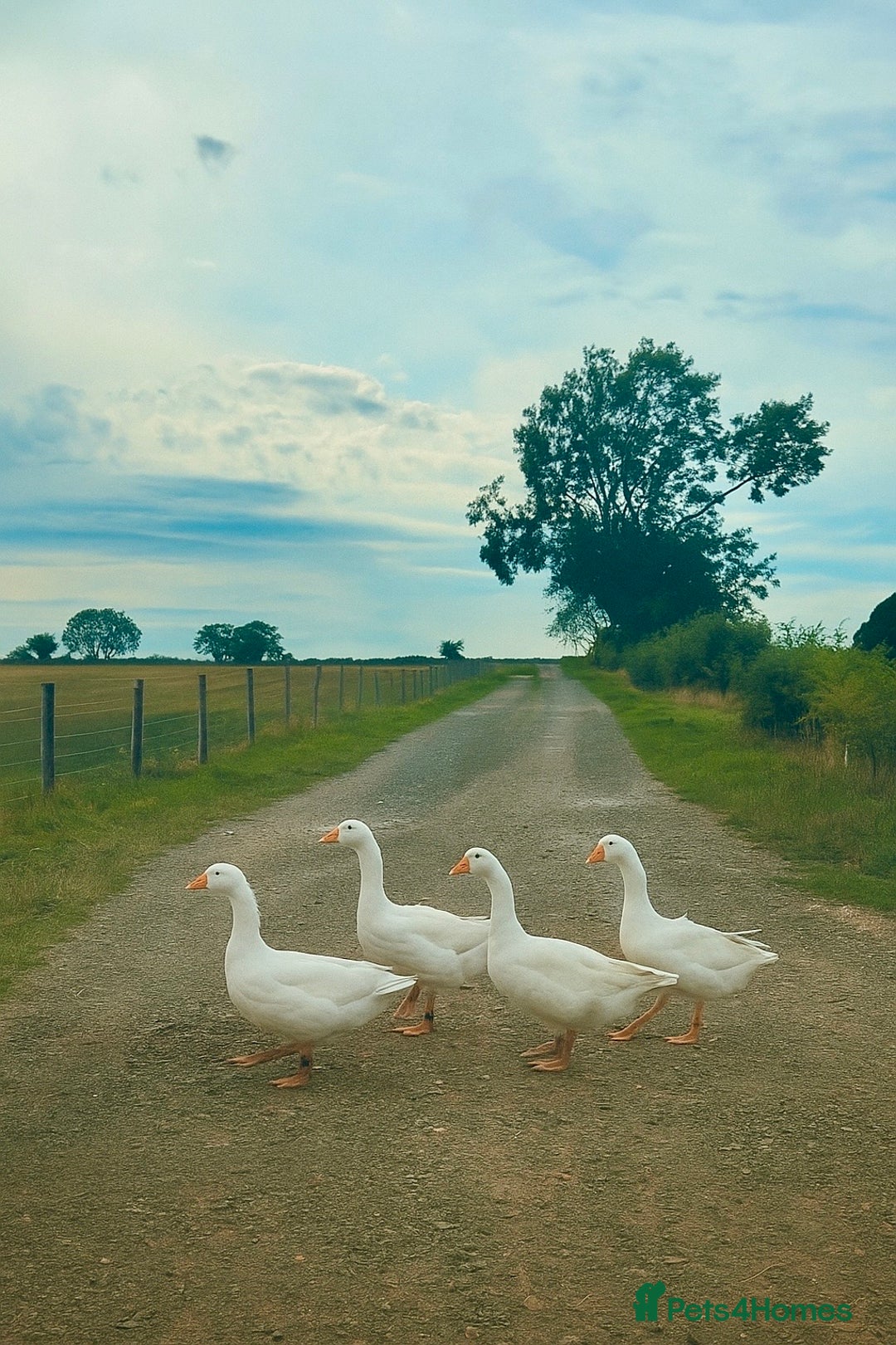 Geese poultry for sale: Quad of Embden Geese - Image 3