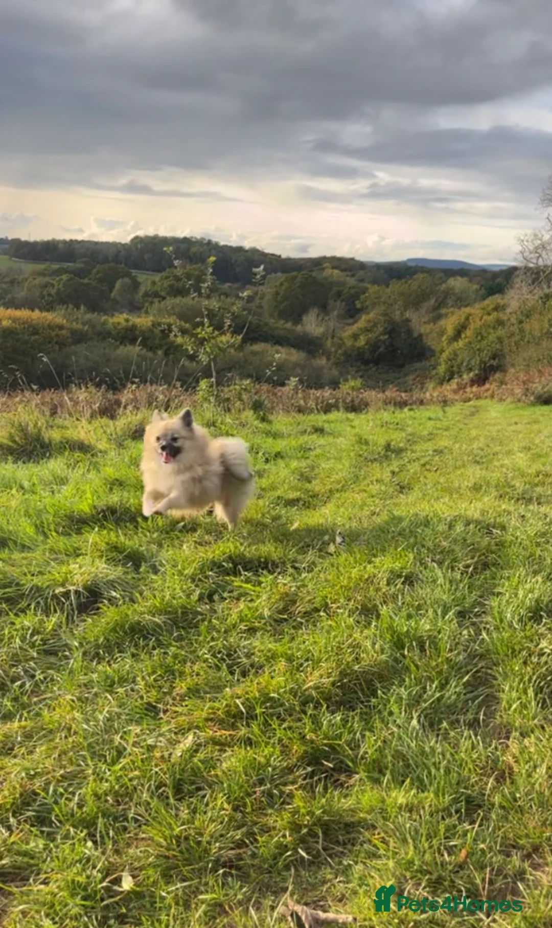 Pomeranian dogs for sale: Kc registered 3 year old Female Pomeranian. - Advert 6