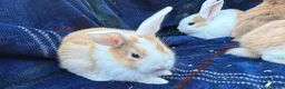 Mini Lop rabbits for sale: Mixed litter of lop x Dutch bunnies for sale - Advert 3