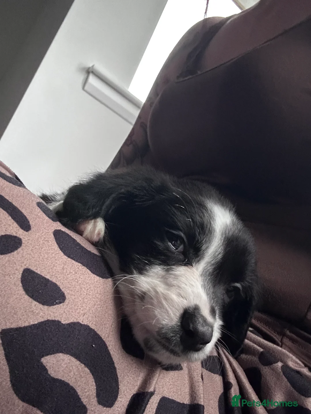 Mixed Breed dogs for sale: Puppies   - Advert 2