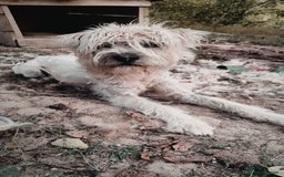 Mixed Breed dogs for adoption: Randolph, 2 - 3 yrs. Available for adoption. - Image 8