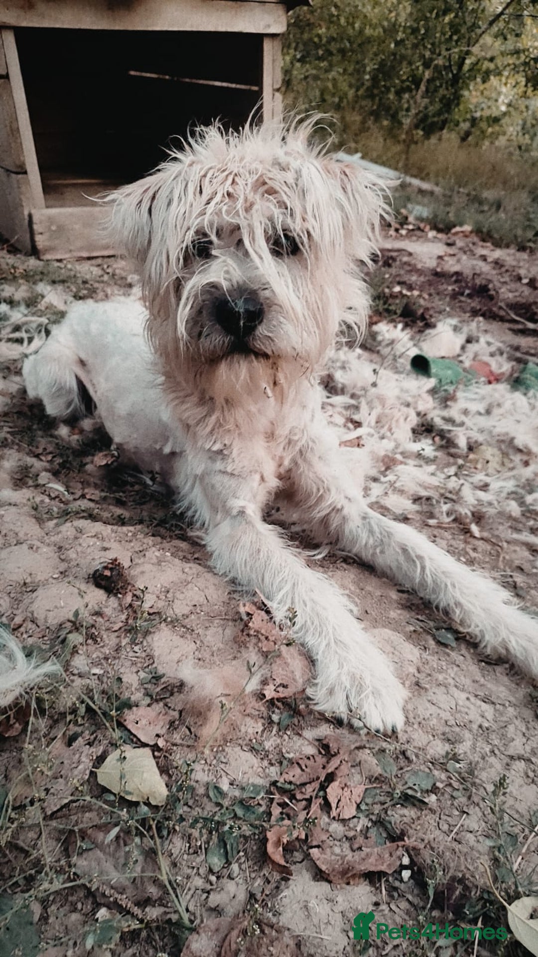 Mixed Breed dogs for adoption: Randolph, 2 - 3 yrs. Available for adoption. - Image 8