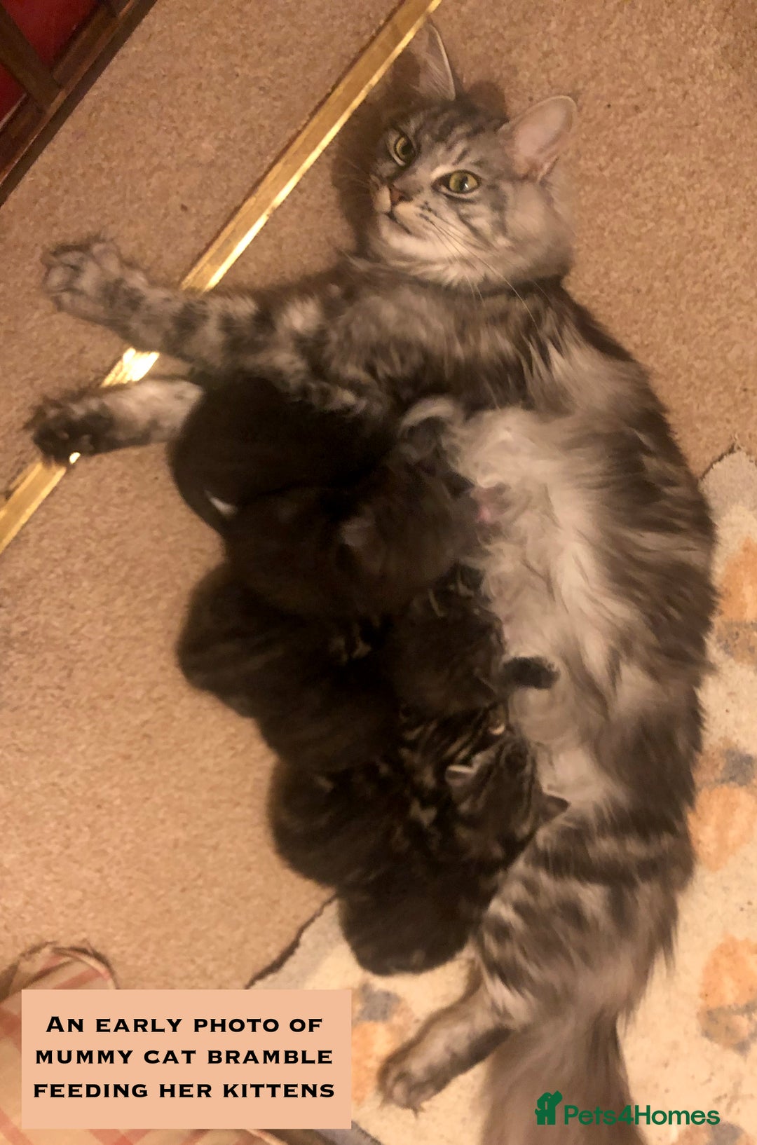 Mixed Breed cats for sale: Maine Coon Cross Kittens – Home Raised, Ready Jan - Advert 20