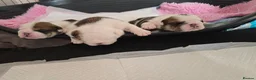English Bulldog dogs for sale: 🐶 🔥KC registered English bulldog puppies✨️🔥 - Advert 11