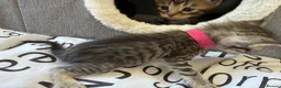 Bengal cats for sale: 🐾 Beautiful Bengal x Maine Coon Kittens 🐾 - Advert 13