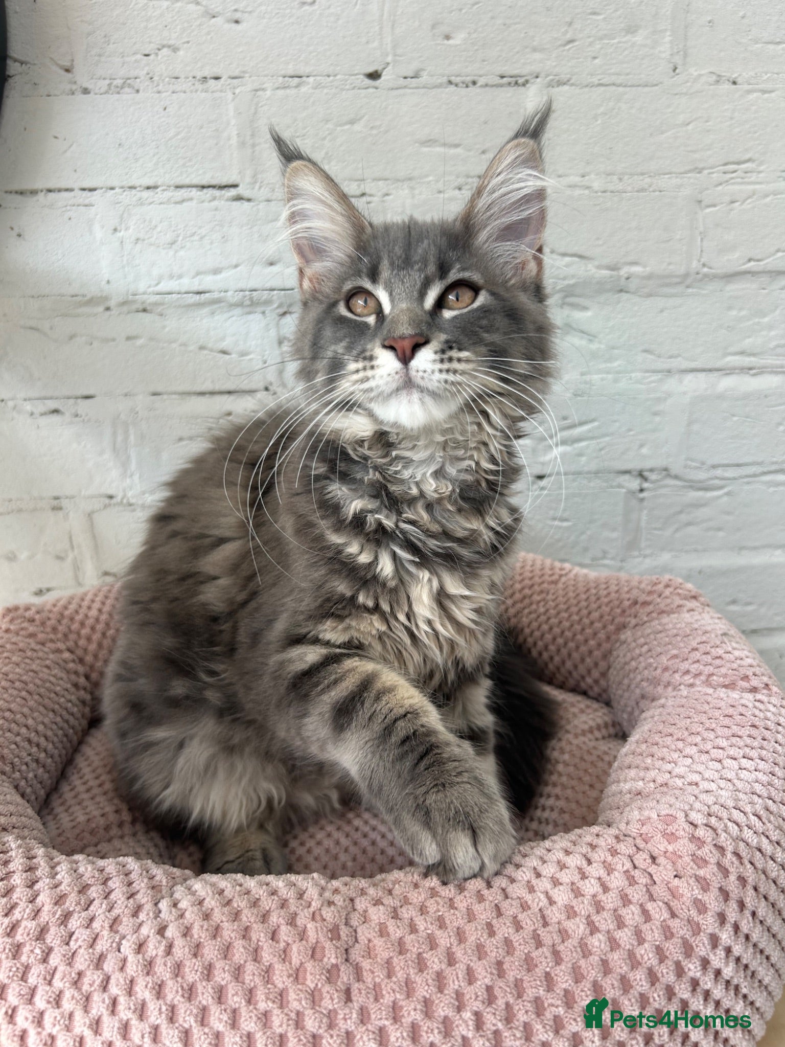 Maine Coon cats Massive Maine Coon Kittens TICA Registered - Advert 2
