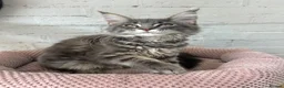 Maine Coon cats for sale: TICA Maine Coon Girls Ready Now DNA clear  - Advert 3