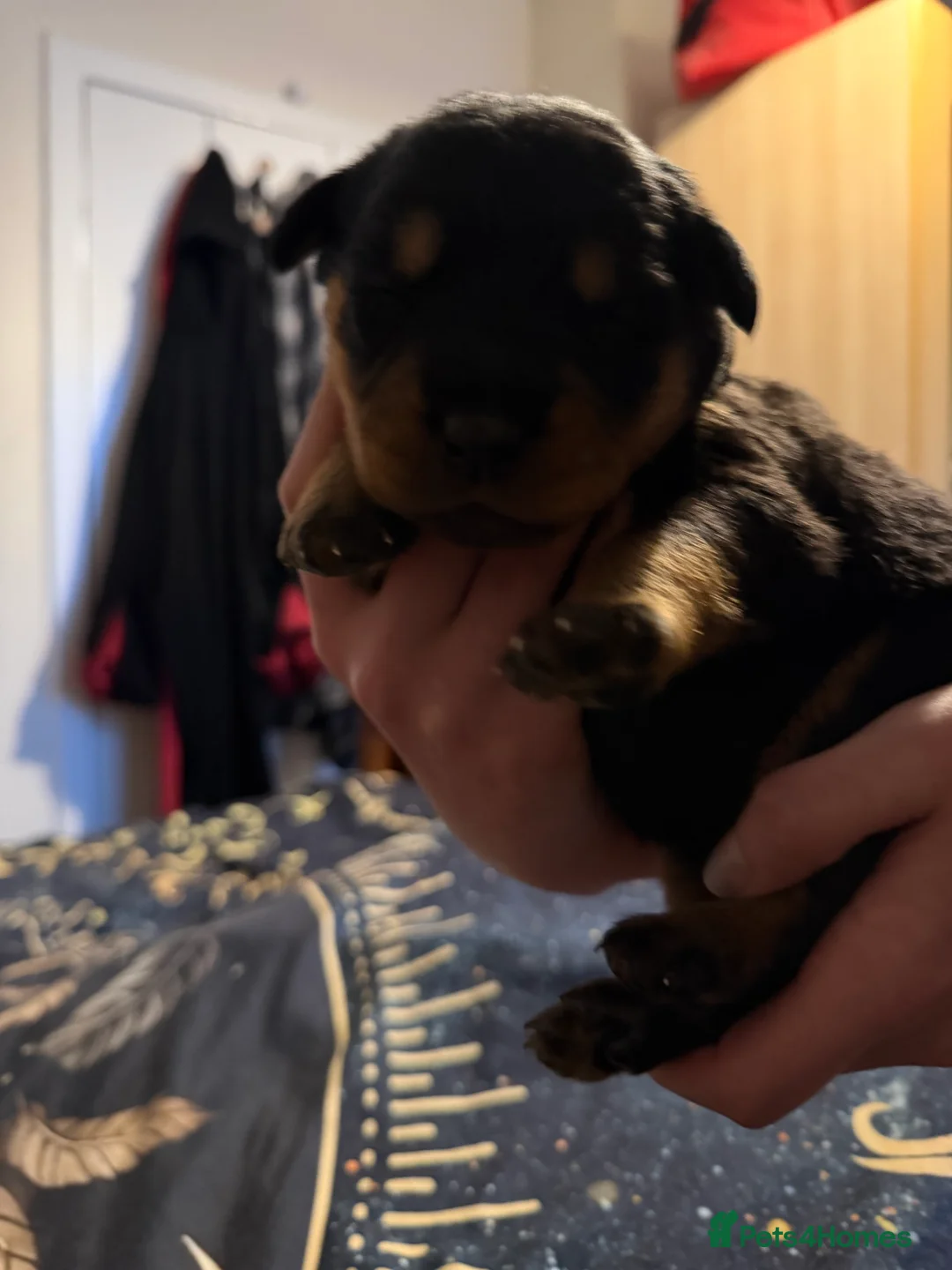 Rottweiler dogs for sale: Beautiful big Rottweiler pups - Advert 2