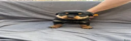 Rottweiler dogs for sale: Rottweiler pups - Advert 29
