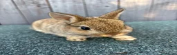 Netherland Dwarf rabbits for sale: Netherland dwarf babies - Advert 2