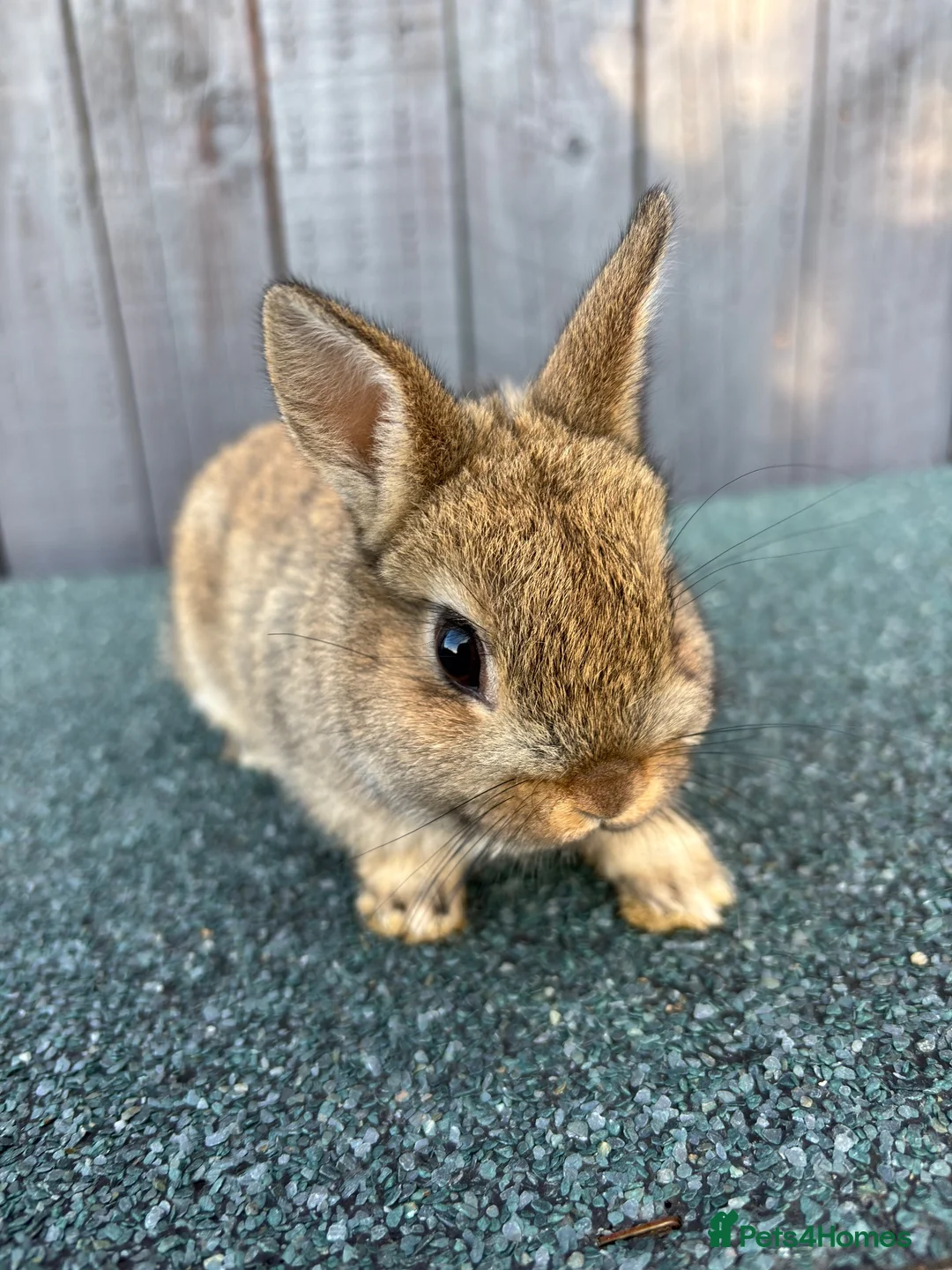 Netherland Dwarf rabbits for sale: Netherland dwarf babies - Advert 2