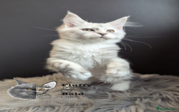 Maine Coon cats for sale: 2 outstanding girls from a shaded line  - Image 11