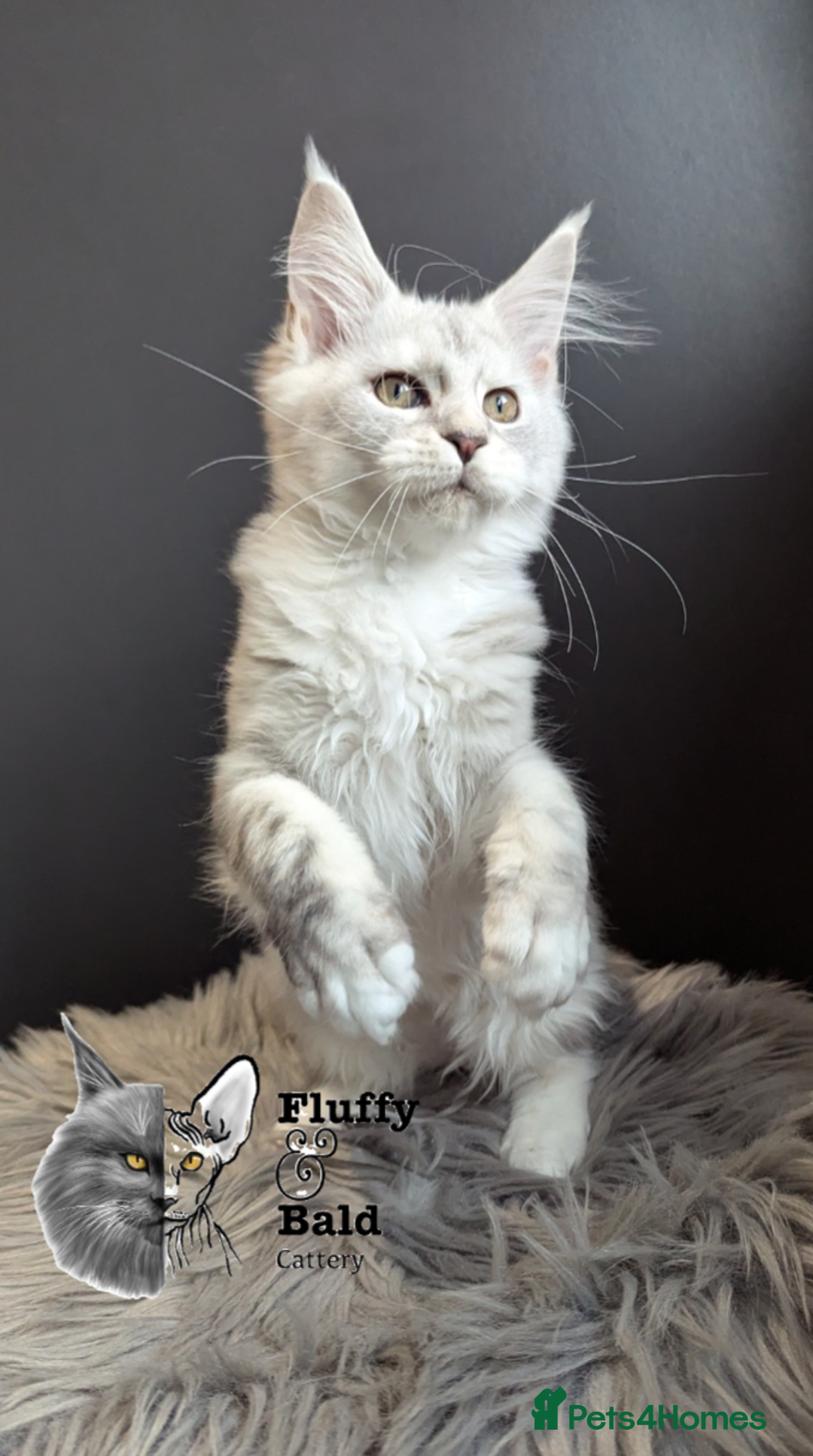 Maine Coon cats for sale: 2 outstanding girls from a shaded line  - Image 11