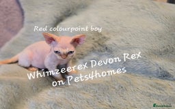 Devon Rex cats for sale: Red Colourpoint Curly coated gremlin - Image 1