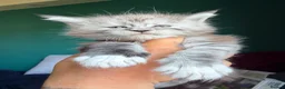 Maine Coon cats for sale: Maine Coons with Tests, Papers, Vet Checks & Vacc. - Advert 12