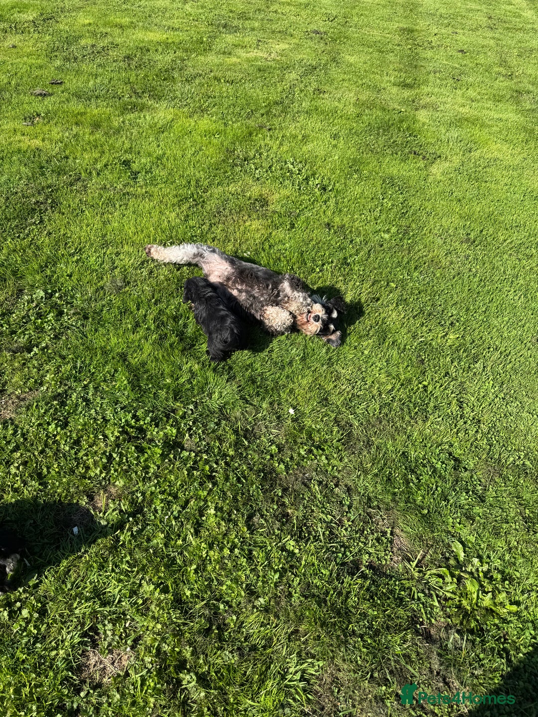 Schnoodle dogs for sale: Stunning Schnoodles, heath tested  - Image 20