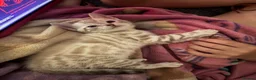 Bengal cats for sale: Snow lynx bengal  in Reading - Advert 2