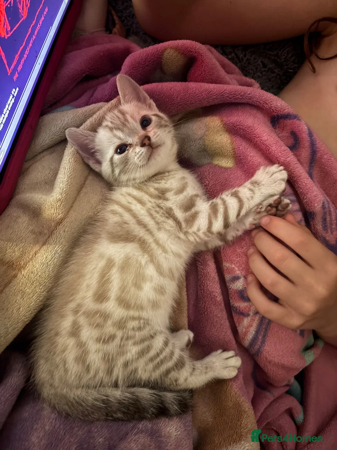 Bengal cats for sale: Snow lynx bengal  in Reading - Advert 2