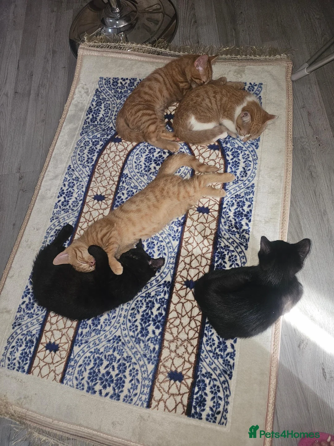 Mixed Breed cats for sale: Kittens to rehome  in Leicester - Advert 9