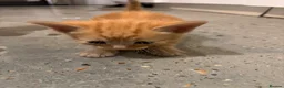 British Shorthair cats for sale: Kittens – Domestic Shorthair - Advert 8