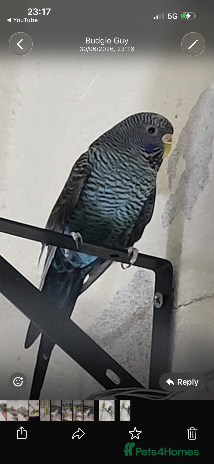 Budgerigars birds Bfbw budgie pair for sale with cage  - Advert 8