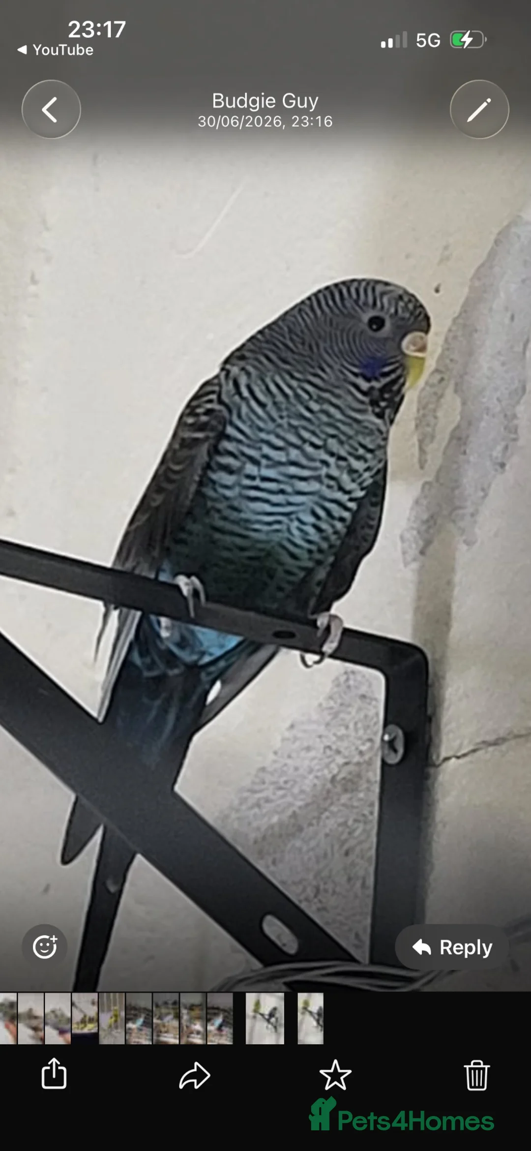Budgerigars birds for sale: Bfbw budgie pair for sale with cage  - Advert 1